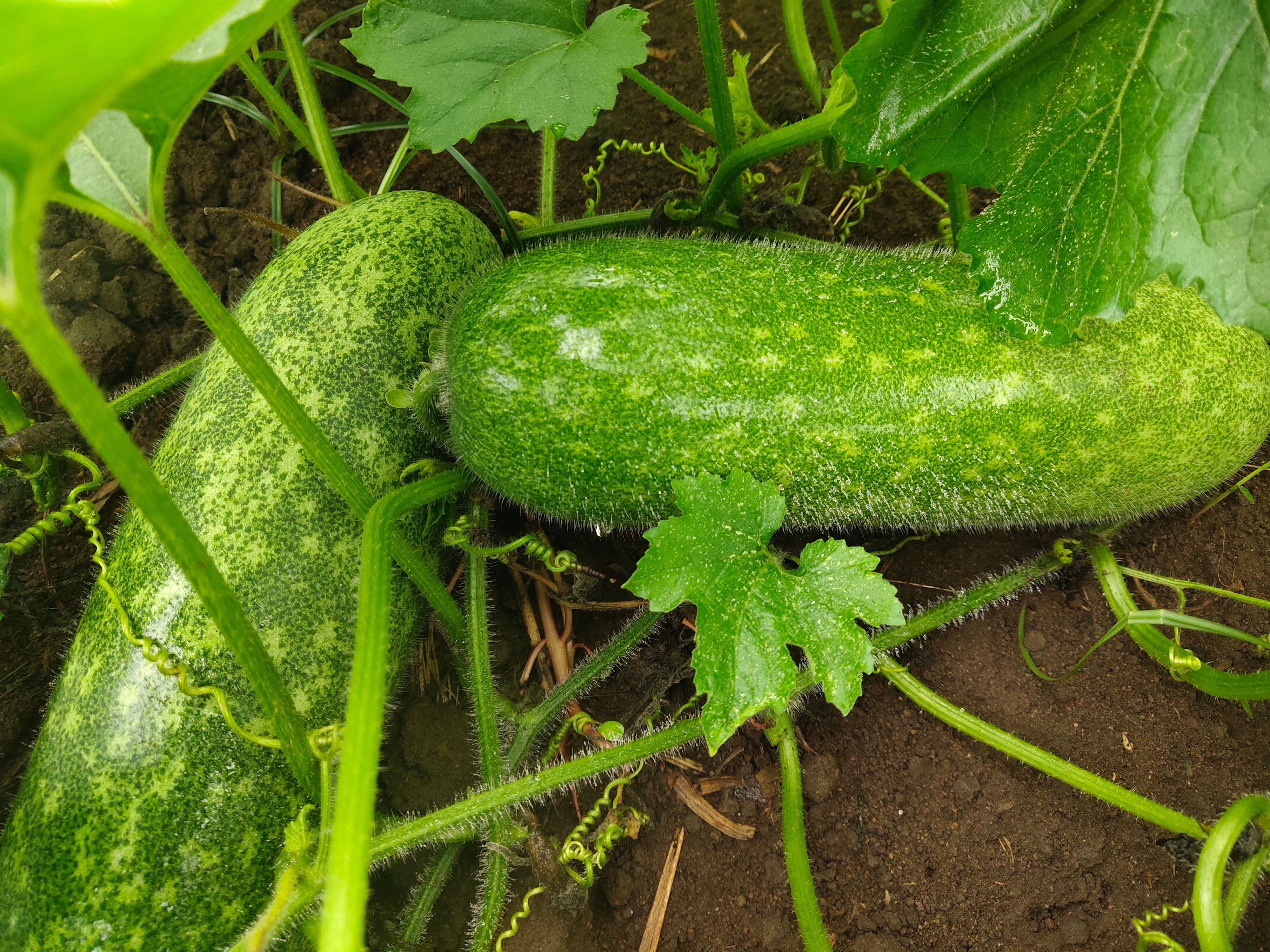 毛节瓜（大量货源）