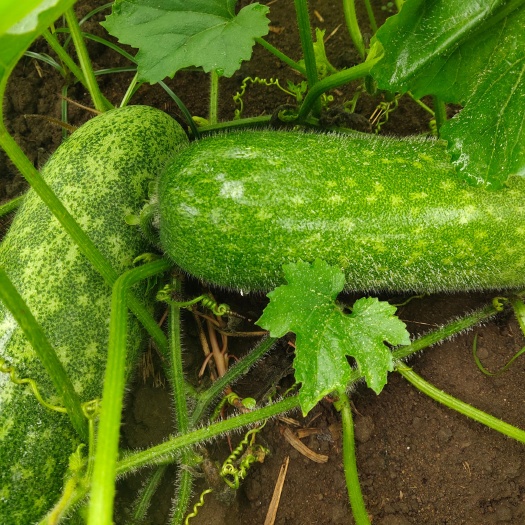 毛节瓜（大量货源）
