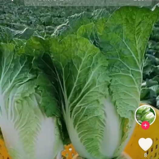 富平县白菜