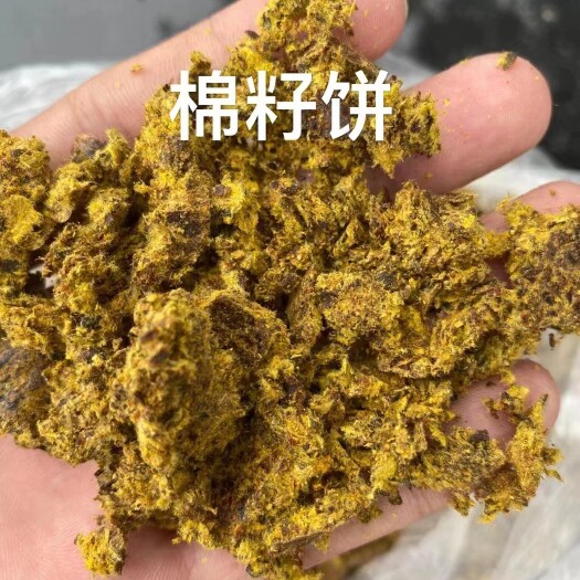 正定县棉籽饼育肥好帮手可代替高价豆粕棉粕