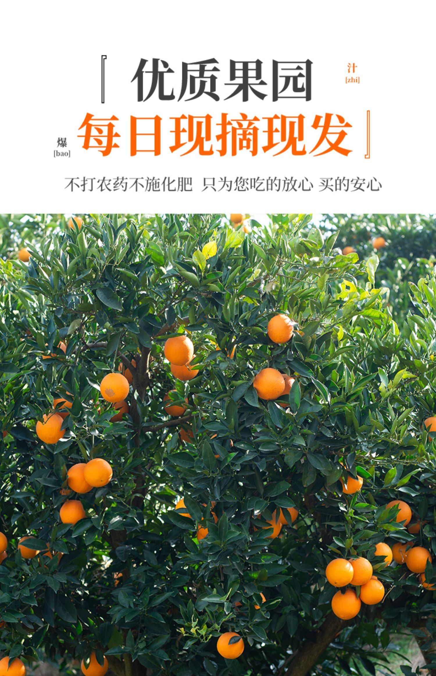 血橙9斤中华红橙子新鲜水果当季整箱大果年货红心甜脐手剥雪橙5