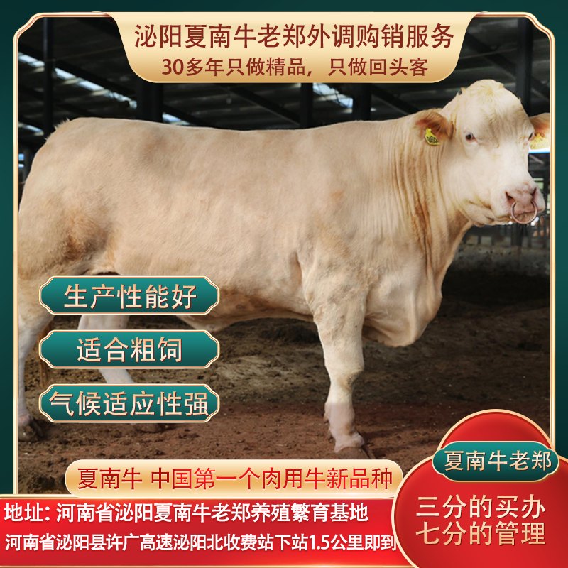泌阳县夏南牛400斤起各种阶段常年供应，架子牛，母牛，公牛犊子