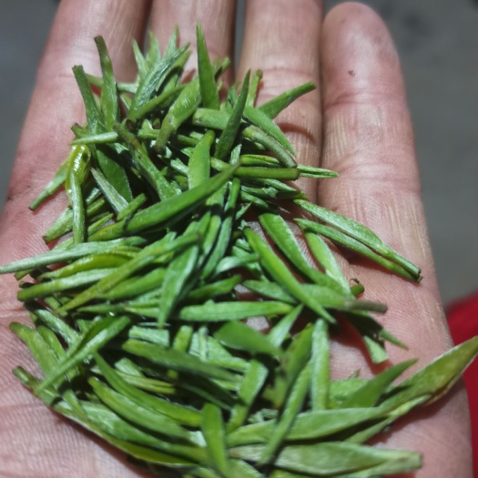 独山县毛尖独芽