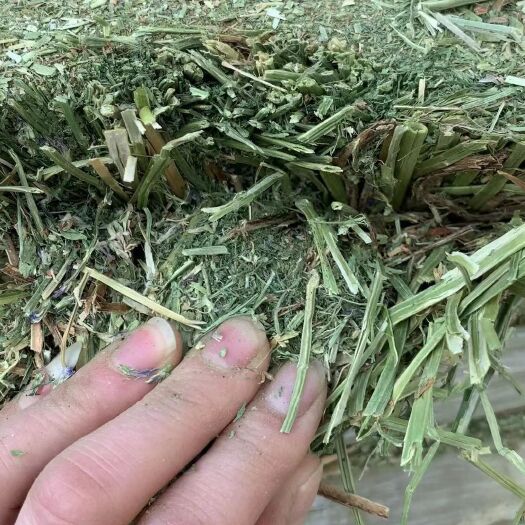 青岛美国优级小捆苜蓿草20-22蛋白颜色鲜绿适口性佳