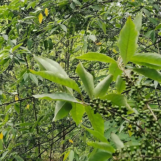 大竹县山胡椒