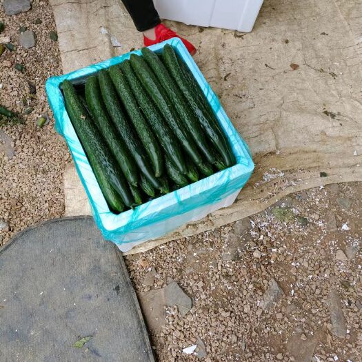 安顺黄瓜供应产地直供欢迎各地采购商来电洽谈