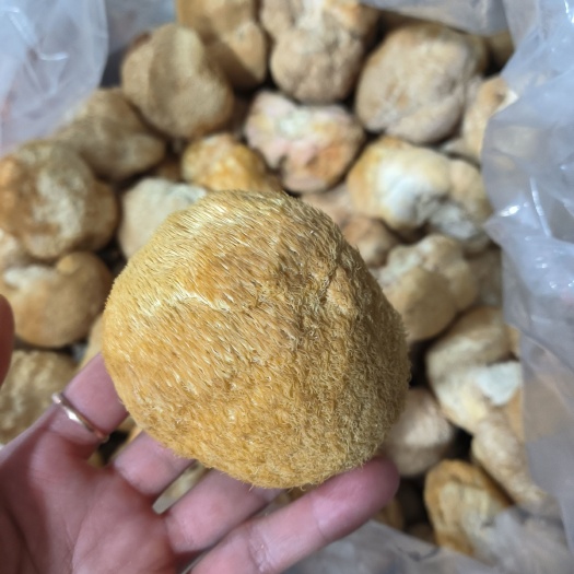 武汉猴头菇大货批发，基地供应