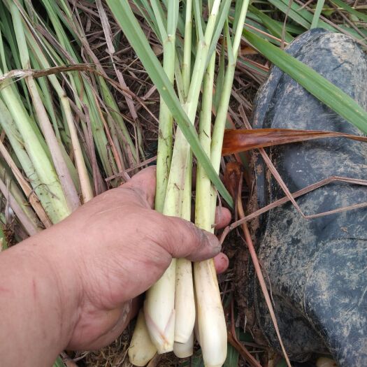 广州香茅草