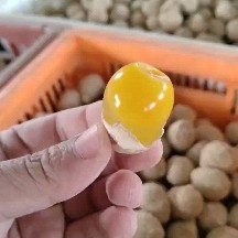 漯河大量批发，鹌鹑变蛋，厂家直销