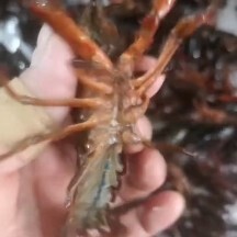 潜江市优质小龙虾