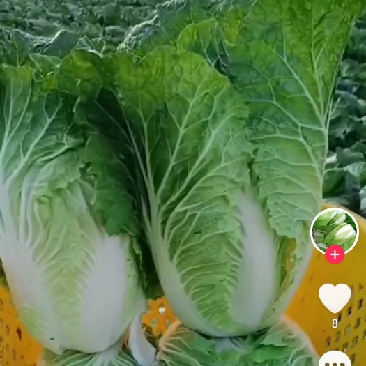 富平县白菜