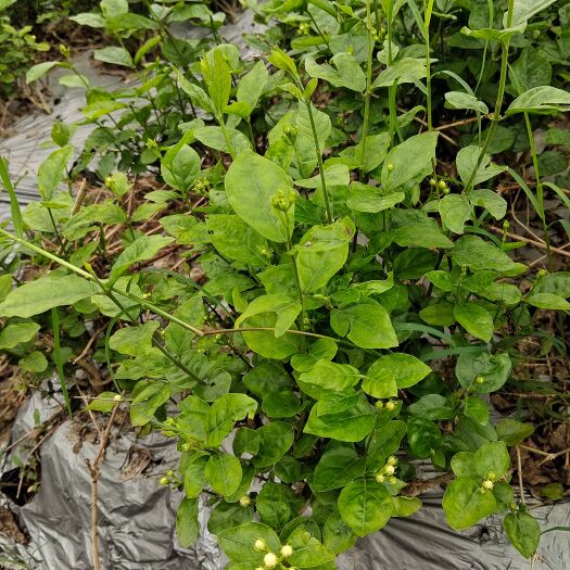 四会市茉莉花窝苗