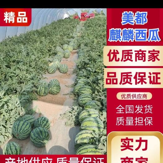汝城县美都 美都西瓜 无籽西瓜万亩大棚基地 欢迎咨询批发/整车采购