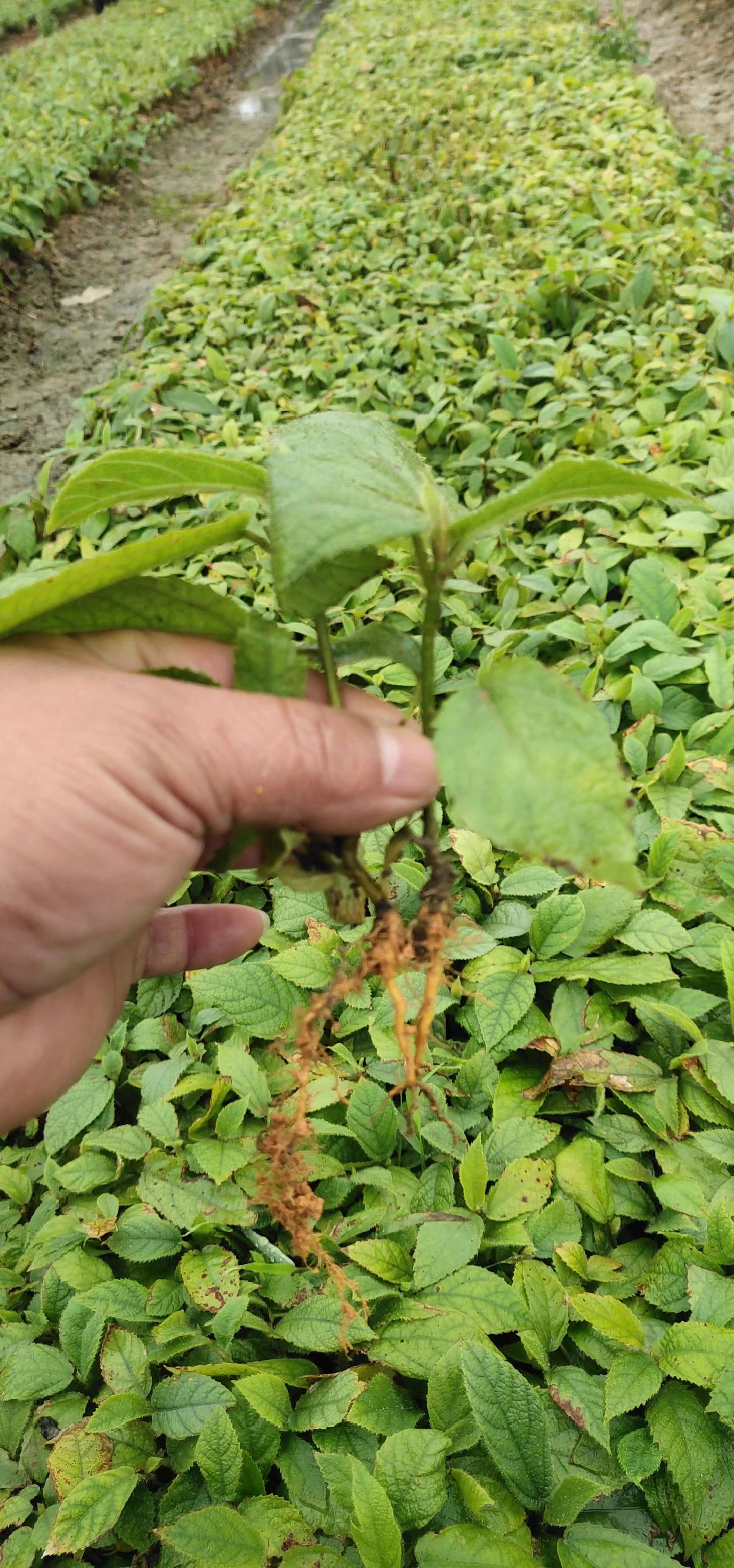 五指毛桃老水裸根苗