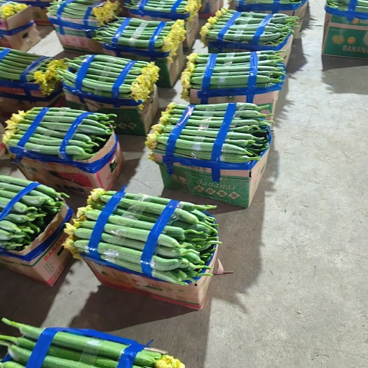东海县鲜花丝瓜通用货大量现货代收