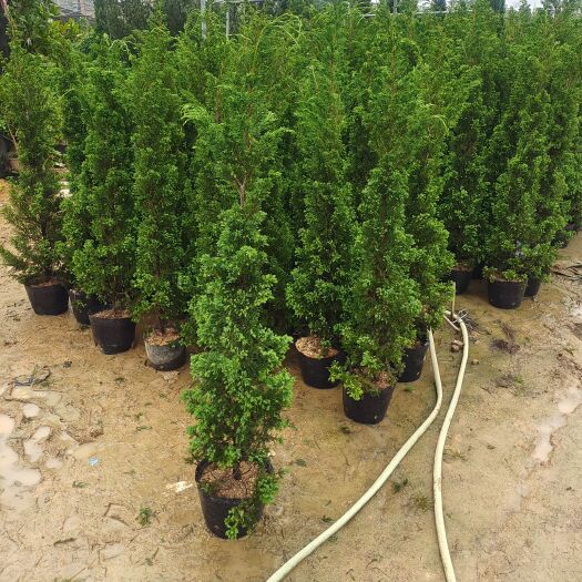 普宁市塔松0.8米~2米，产地直销，一手货源，量大从优，欢迎咨询