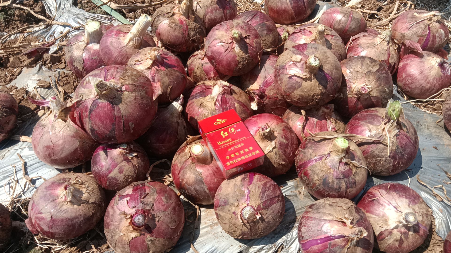 云南红河州开远市羊街洋葱
