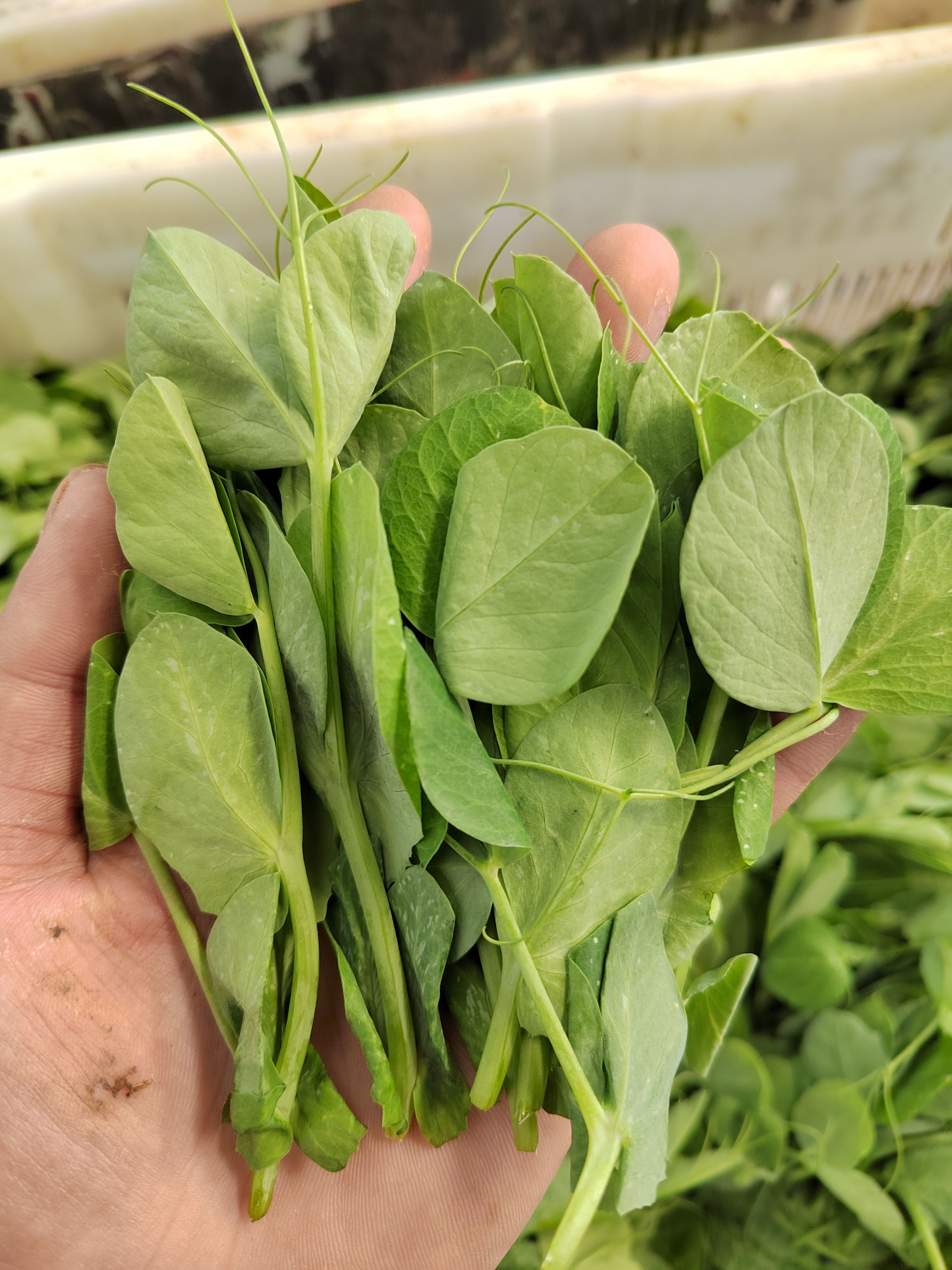 常年供应高山新鲜豌豆尖，货源稳定，充足，一手资源。