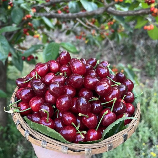 米易县米易黄草樱桃