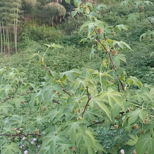 桐庐县高山，纯覆盆子