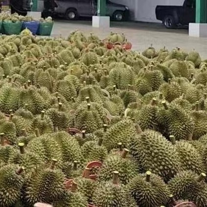 彭州市越南金枕榴莲