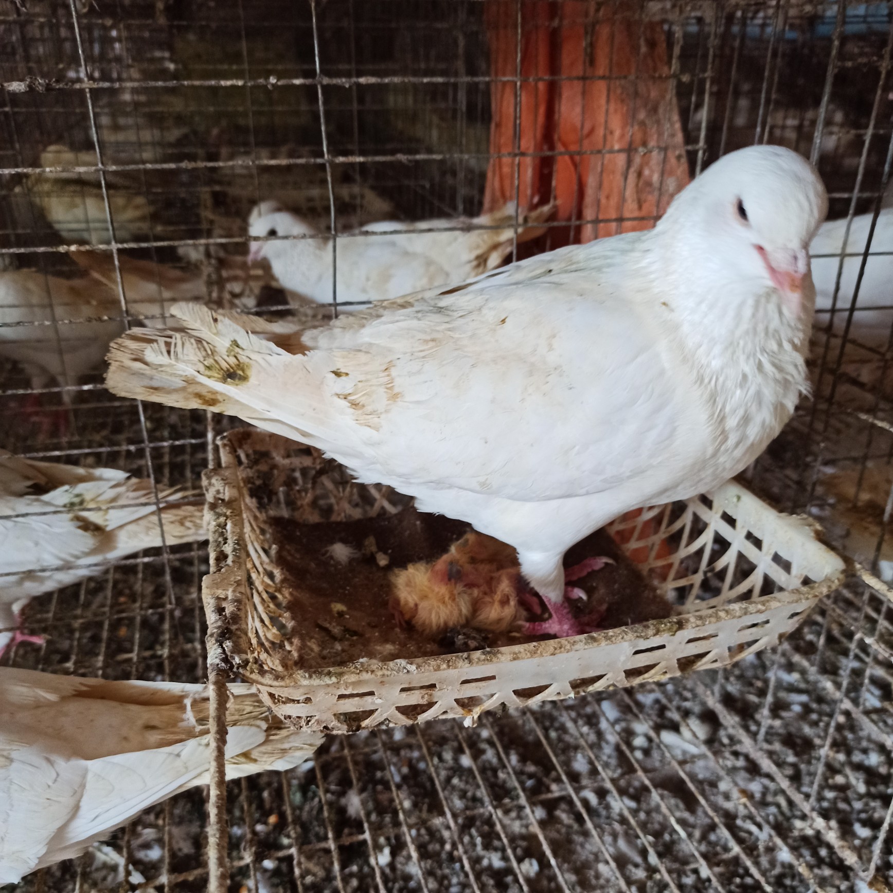 鴿子 乳鸽批发]乳鸽不开膛和净膛鸽子都有五六七两乳鸽长期有货现货