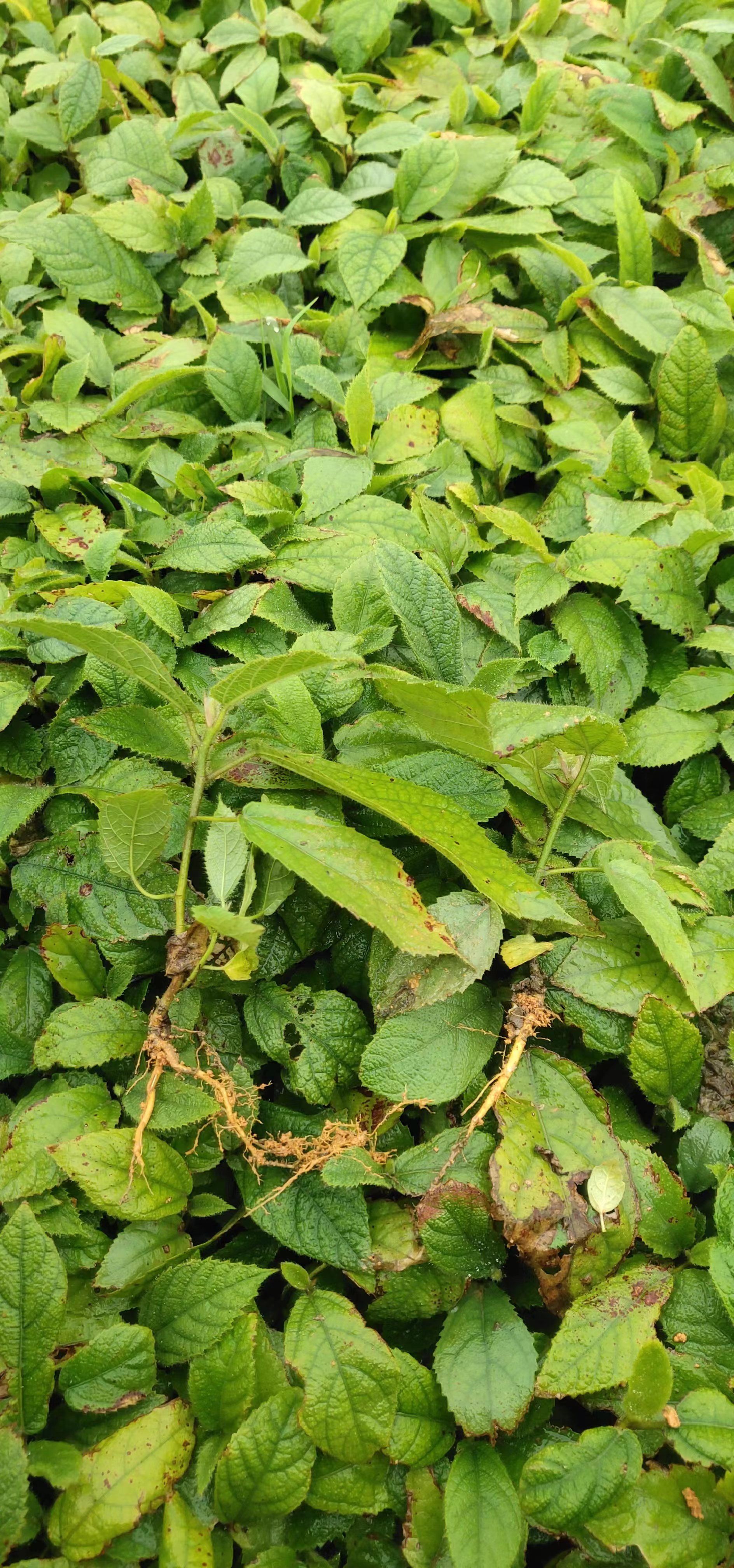 五指毛桃老水裸根苗