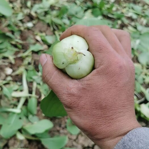 郏县上海青