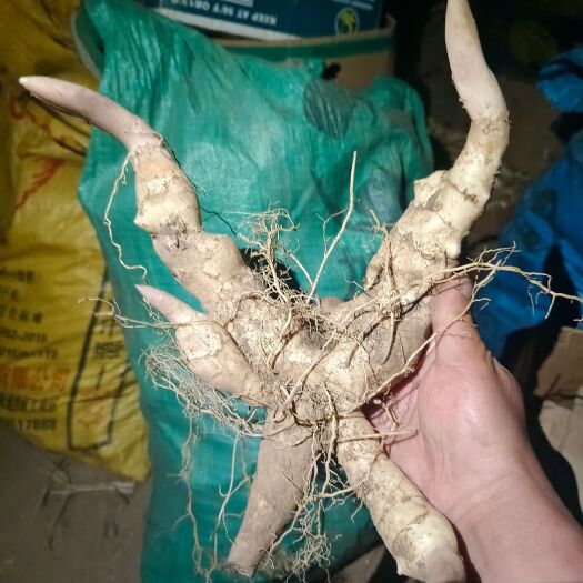清原县辽宁粗根鸡头黄精 选货芽头 种苗