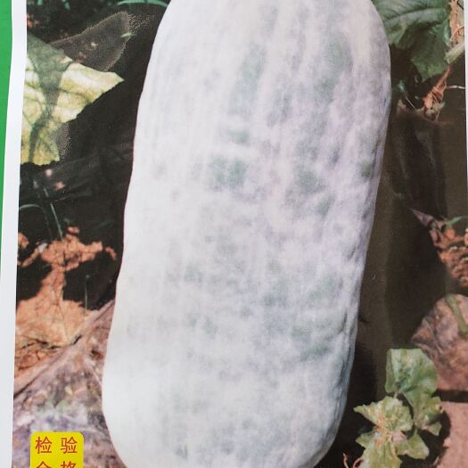 余干县粉皮冬瓜种子，中熟皮浅绿色，单瓜100斤左右最大可达140斤