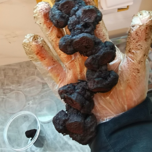 宜春九制黄精