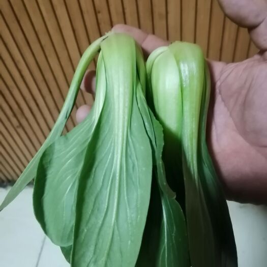 菏泽精品油菜，奶白菜，自种自销，保证质量