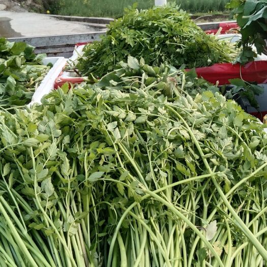 龙里县野菜贵州野生山野菜