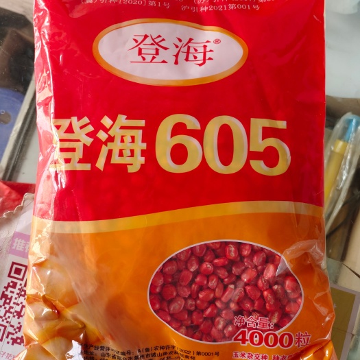 郑州登海605玉米种子