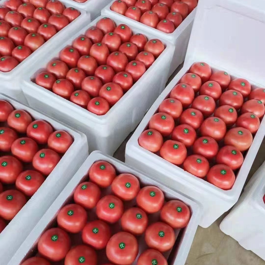滑县硬粉西红柿 现摘现发 产地一手货源 大量供应 全国发货中