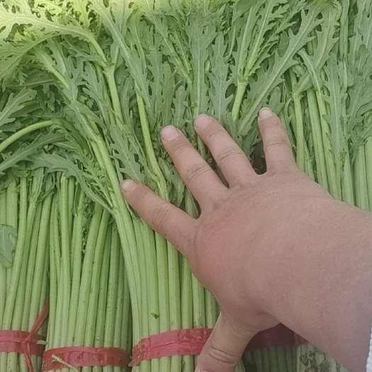 邯郸茼蒿，杆长，无烂心，颜色好，
