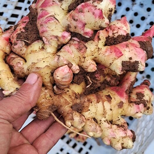 沂南县小黄姜 4~6两 带土