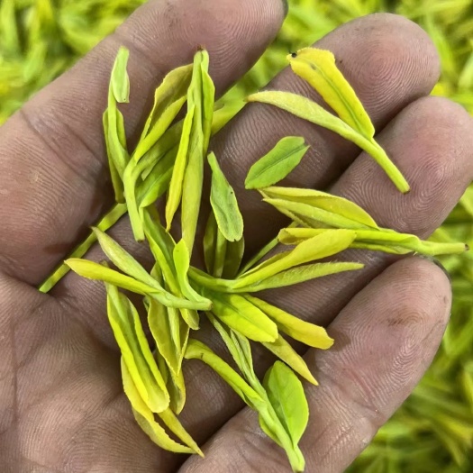 安吉县黄金叶，安吉白茶，等一些茶叶