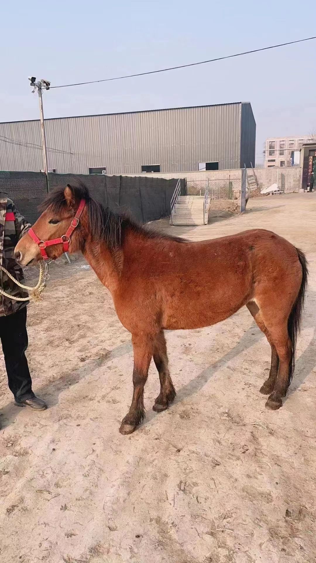 大量现货骑乘马特别温顺 孩子都可以骑 景区动物园 枣红色