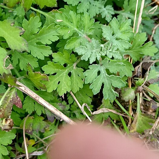 南部县九死还魂草（卷柏）