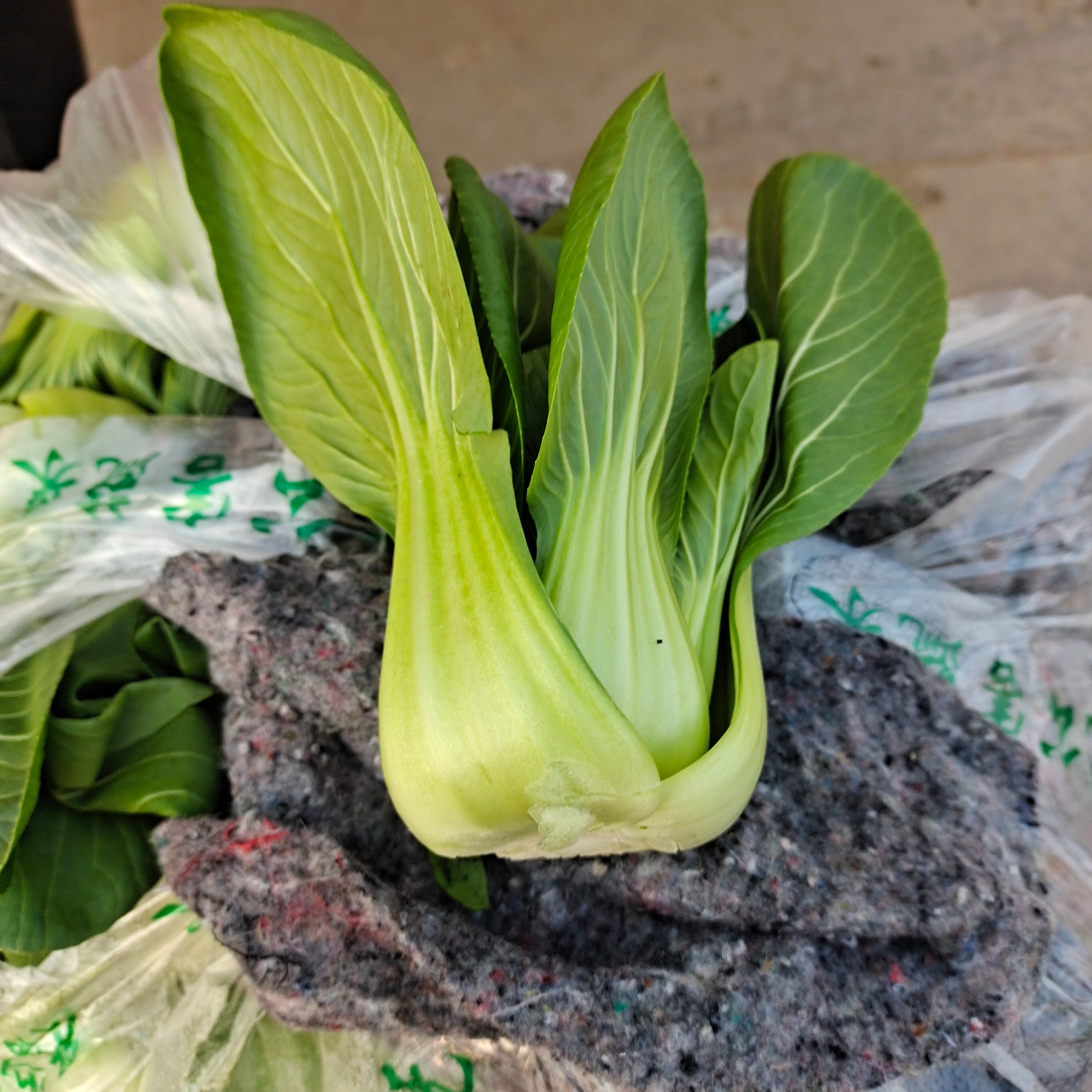小油菜 中小颗 啥规格的都有 量大从优，欢迎抢购