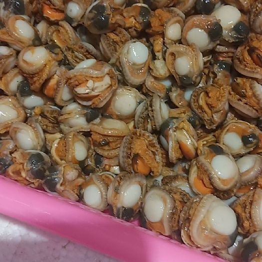 北海海螺
