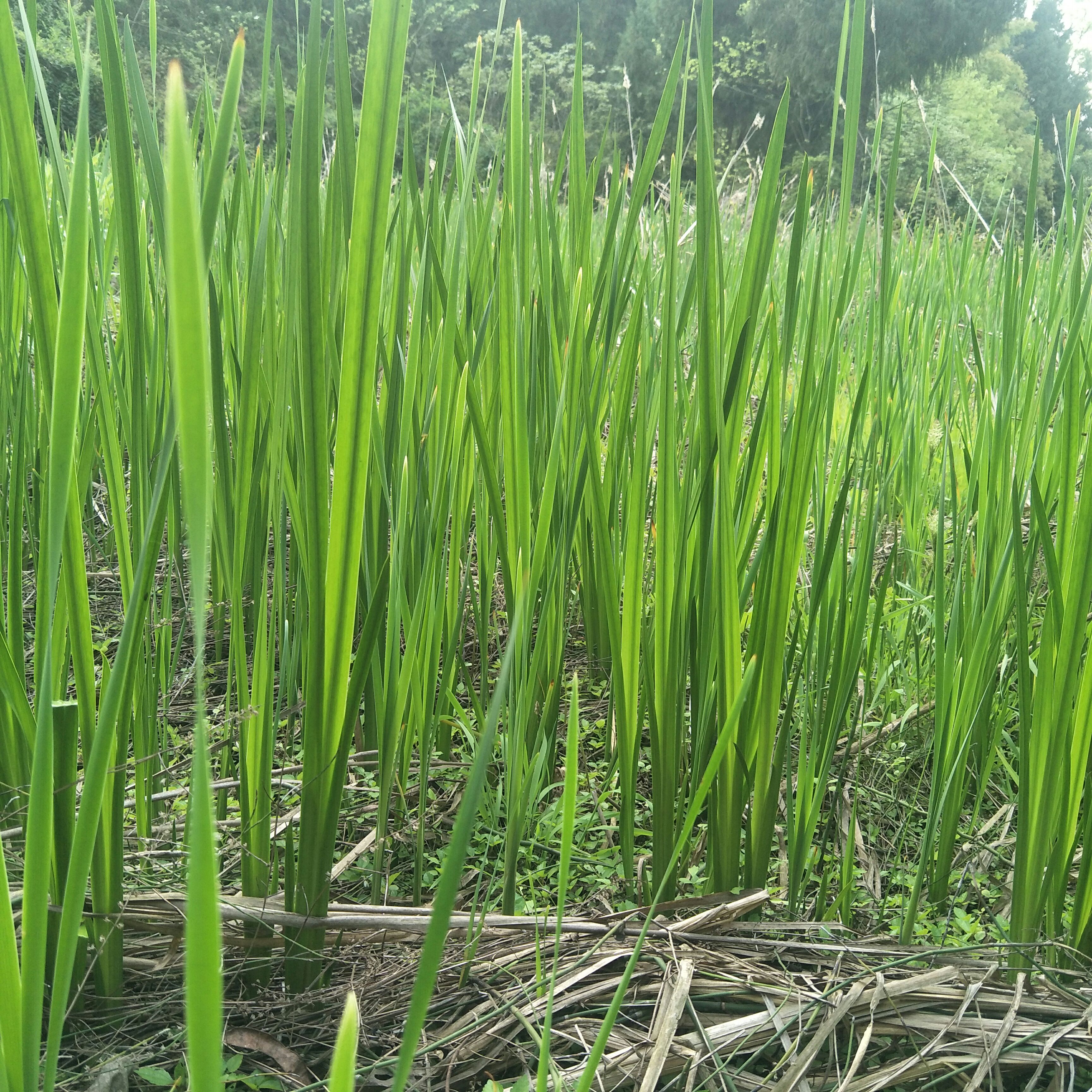 野生水蒲，天然生长，绿化盆栽，河堤，庭院池塘浅水陆地均易成活