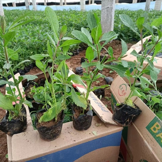 青州市柳叶马鞭草 多年生宿根植物 多用于花海栽植园林绿化 道路栽