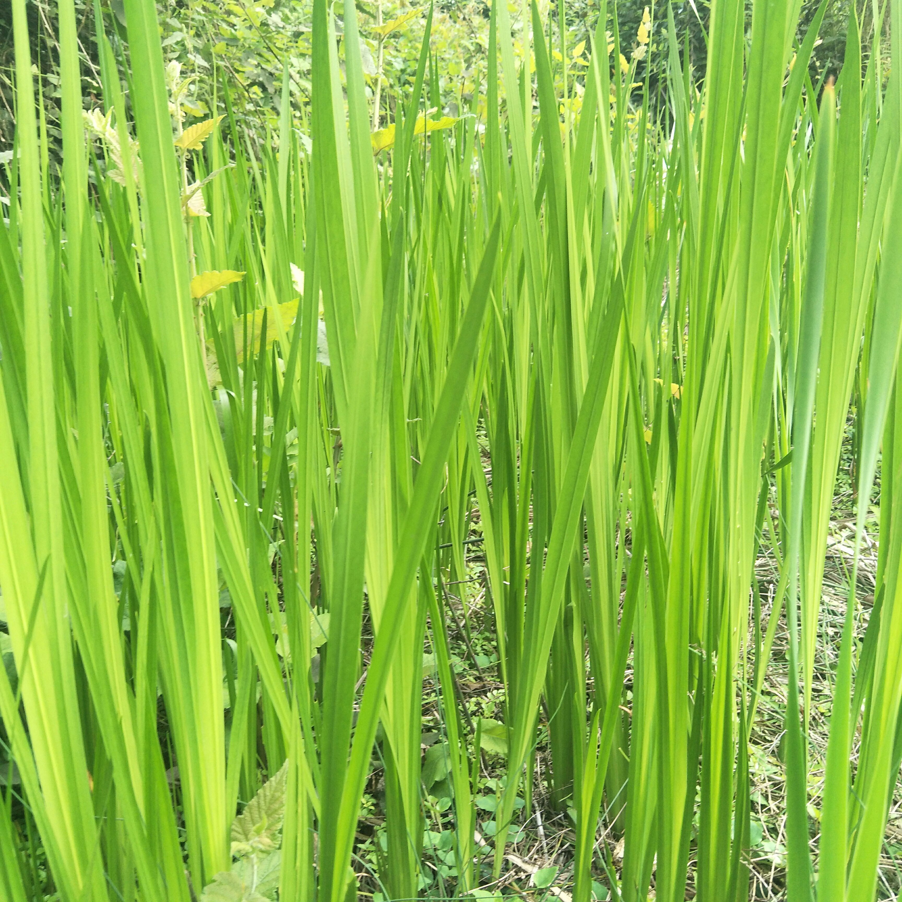 野生水蒲，天然生长，绿化盆栽，河堤，庭院池塘浅水陆地均易成活