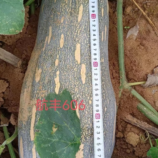 航丰蜜本南瓜种子，大果型，肉厚，细腻