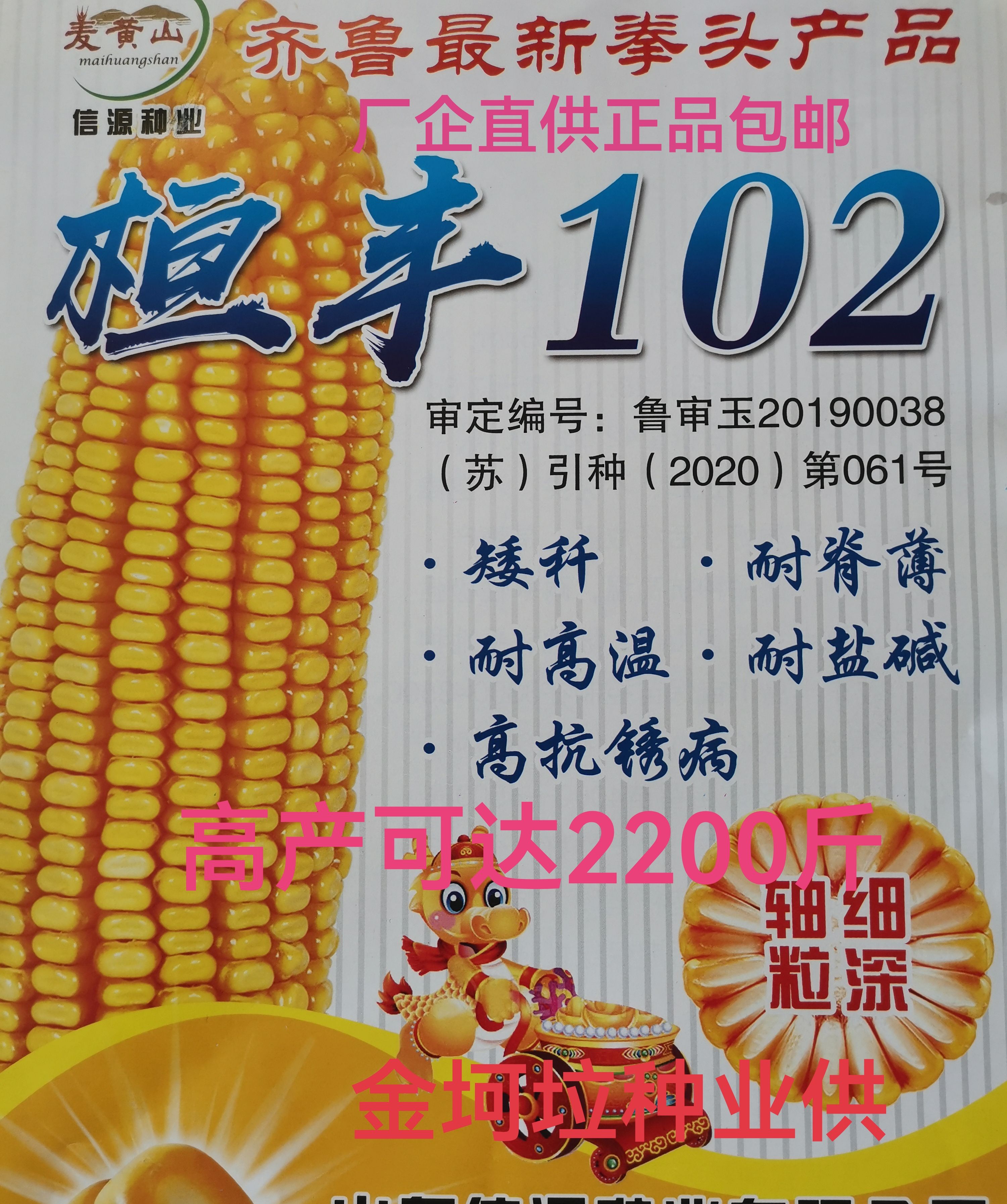 肥城市桓丰102玉米种子产量高棒大矮秆耐脊薄耐高温耐盐碱高抗锈病