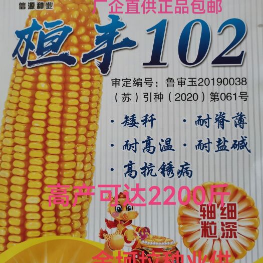 桓丰102玉米种子产量高棒大矮秆耐脊薄耐高温耐盐碱高抗锈病