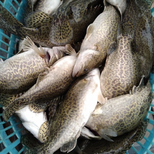 新丰县斑桂