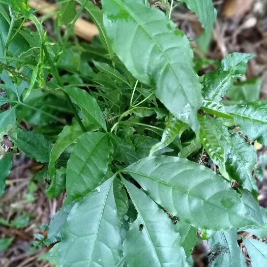 新兴县三丫苦